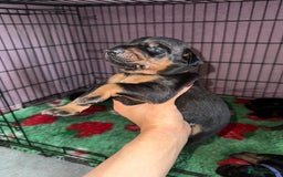 Dobermann dogs for sale: Stunning Top/Best Bloodline Dobermanns For Sale* - Advert 40