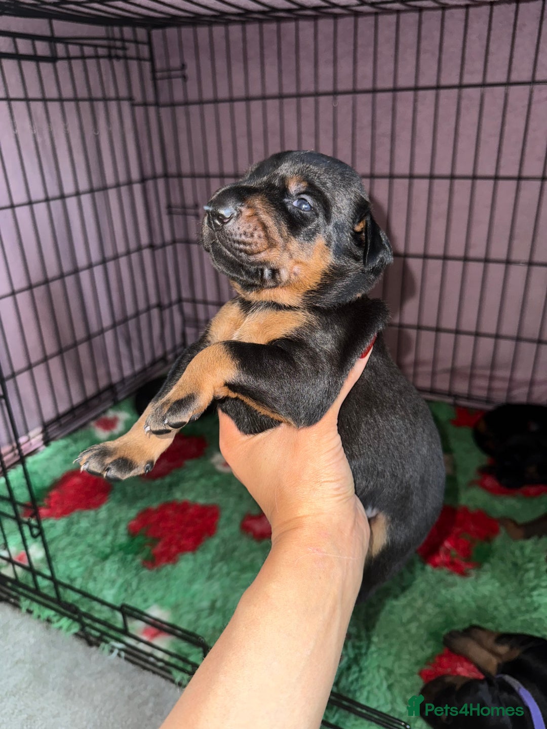 Dobermann dogs for sale: Stunning Top/Best Bloodline Dobermanns For Sale* - Advert 40