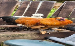 Chickens poultry for sale: 2 Roosters looking for new home - Image 1