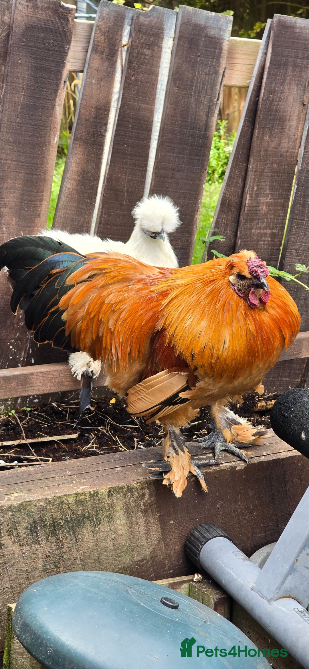 Chickens poultry for sale: 2 Roosters looking for new home - Image 1
