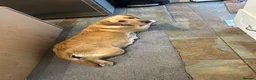 Labrador Retriever dogs for sale: Working gun dog line - Advert 1