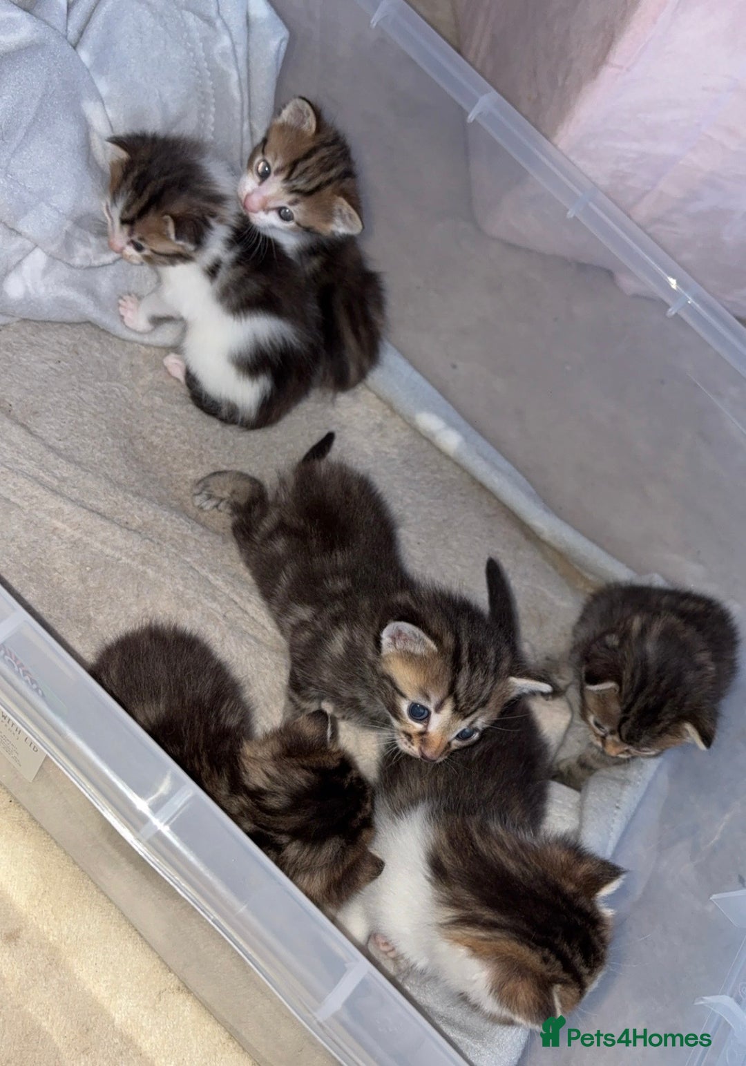 British Shorthair cats for sale: 6 beautiful kittens for sale  - Advert 14