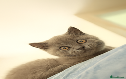 British Shorthair cats for sale: 5  BSH kittens - Image 29