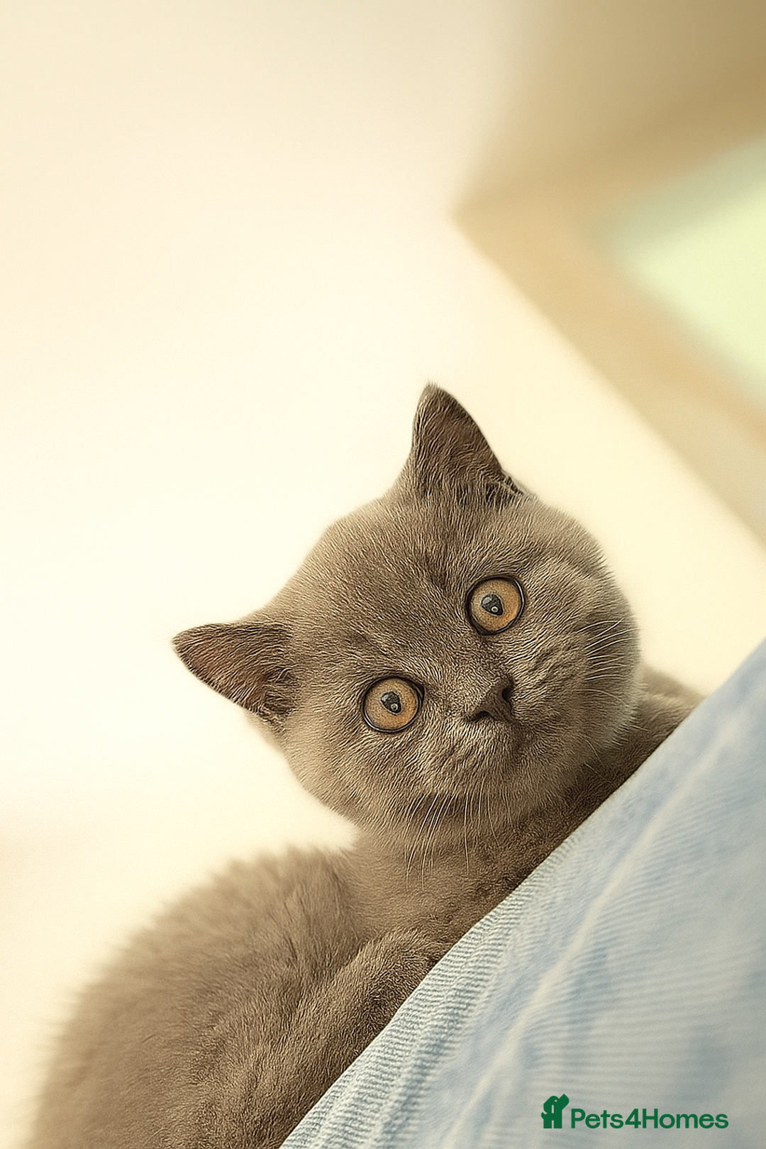 British Shorthair cats for sale: 5  BSH kittens - Image 29