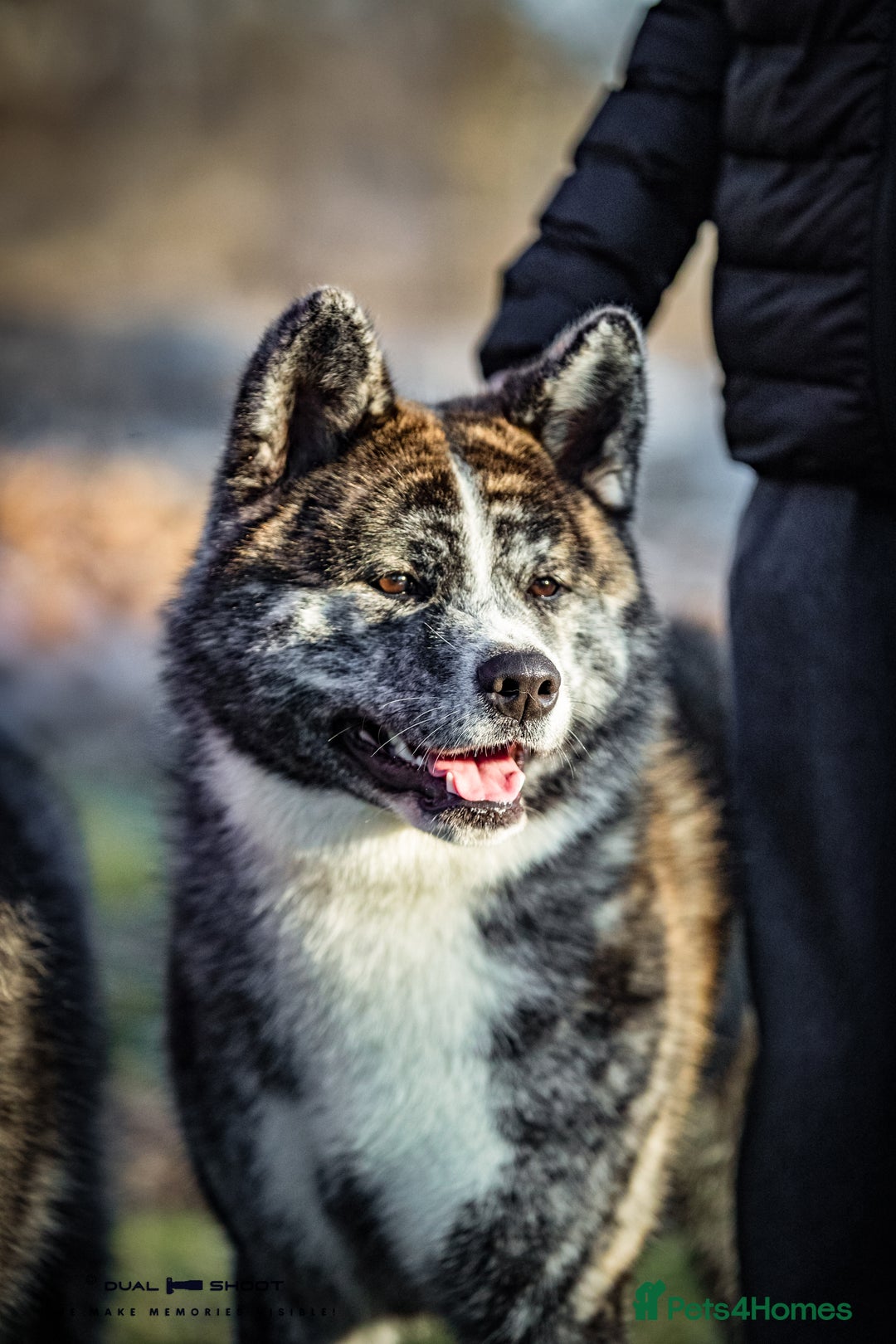 Japanese Akita Inu dogs for sale: Pure Breed Jepanese akita INU - Advert 4