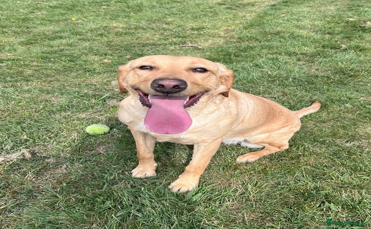 Labrador Retriever dogs - Advert 1