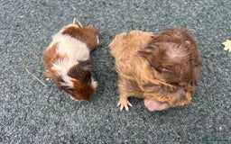 Guinea Pig rodents for sale: Beautiful Baby Guinea pigs to reserve  - Image 15