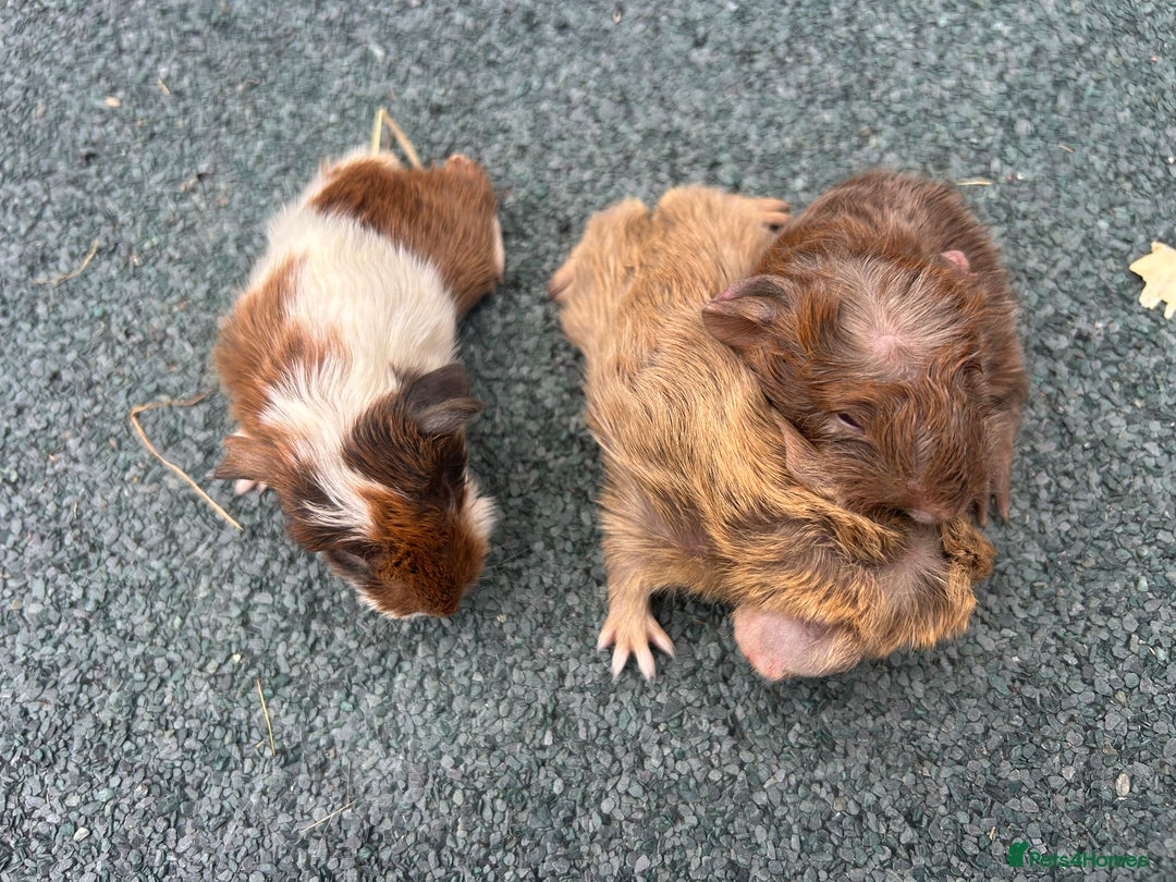 Guinea Pig rodents for sale: Beautiful Baby Guinea pigs to reserve  - Image 15