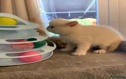 Persian cats for sale: Exotic persians  - Image 21