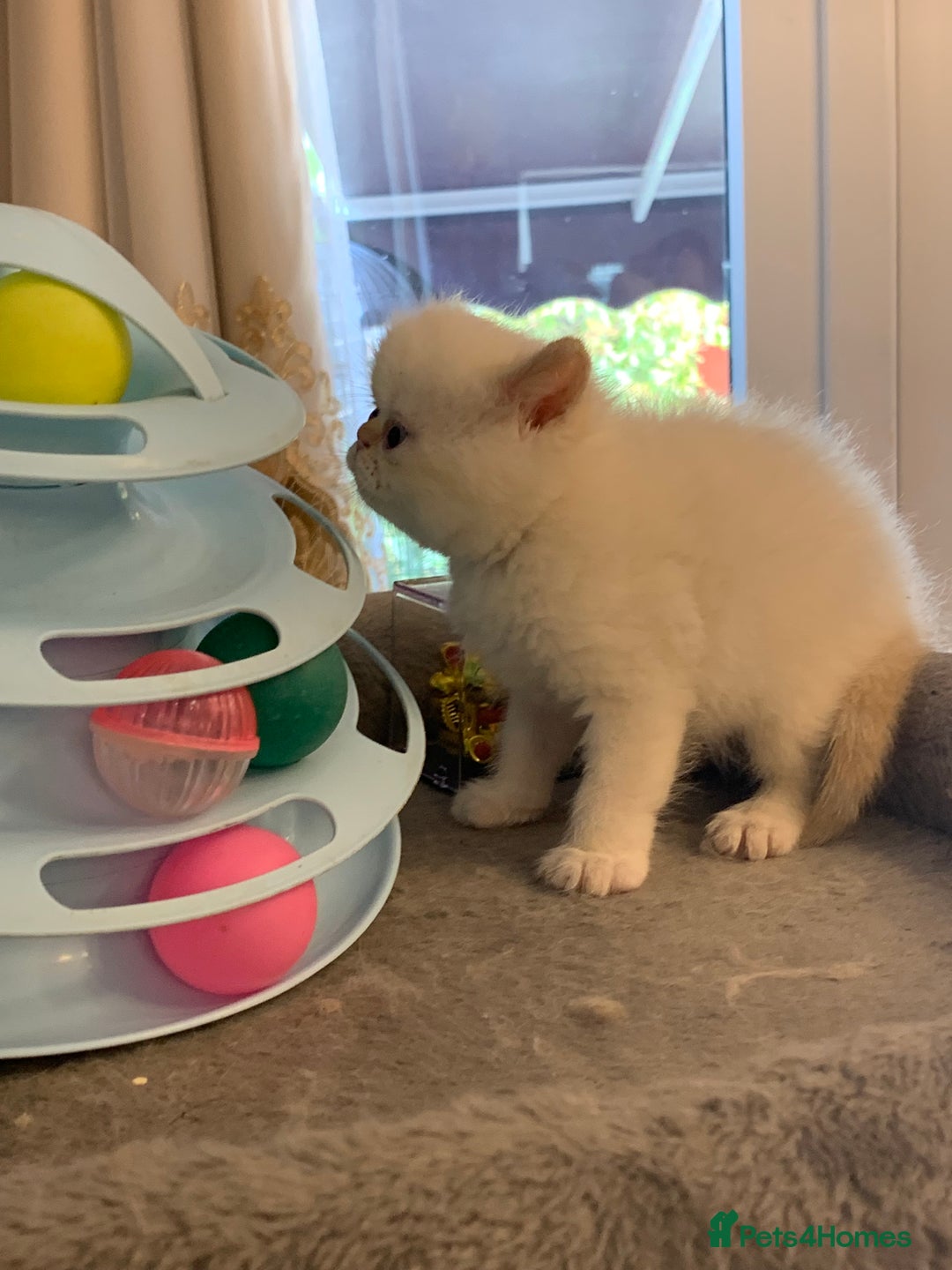 Persian cats for sale: Exotic persians  - Image 21