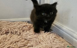 British Shorthair cats for sale: 4 lovely kittens - Image 11