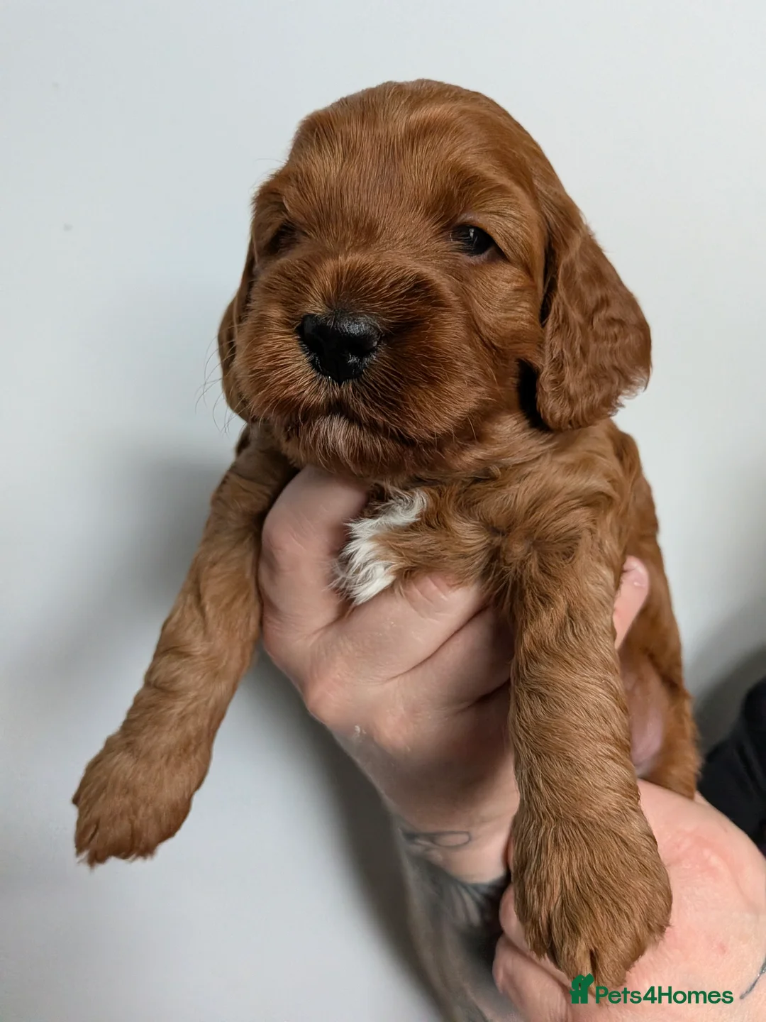 Cockapoo dogs for sale: Adorable F1b Red Cockapoos  - Advert 2