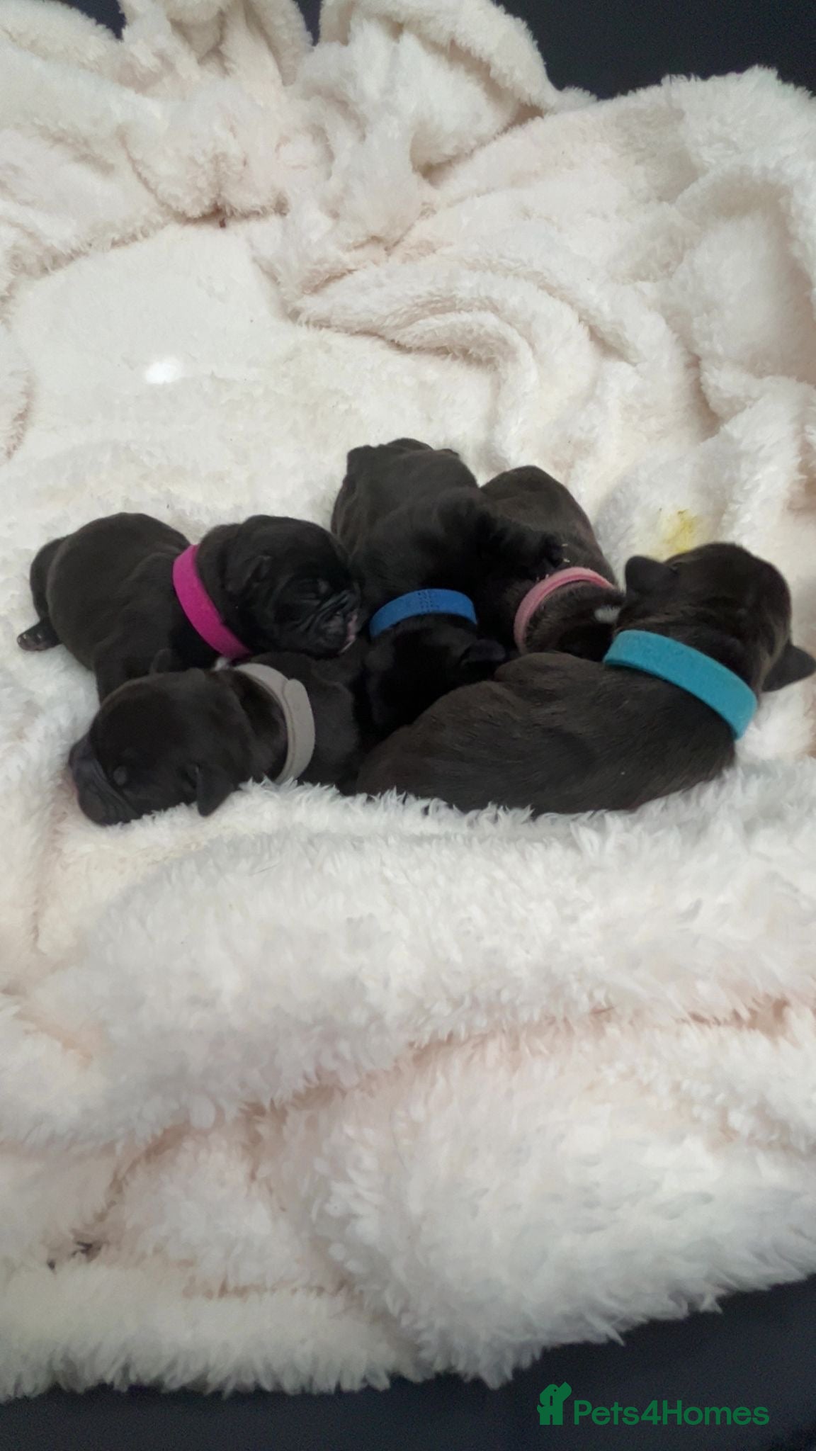 Mixed Breed dogs for sale: 🐾 French Bulldog × Olde English Bulldog Pups 🐾 - Advert 11