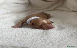 Cocker Spaniel dogs for sale: Beautiful KC working cocker spaniel puppies.  - Image 10