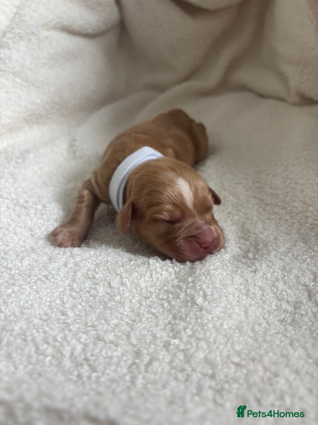 Cocker Spaniel dogs for sale: Beautiful KC working cocker spaniel puppies.  - Image 10