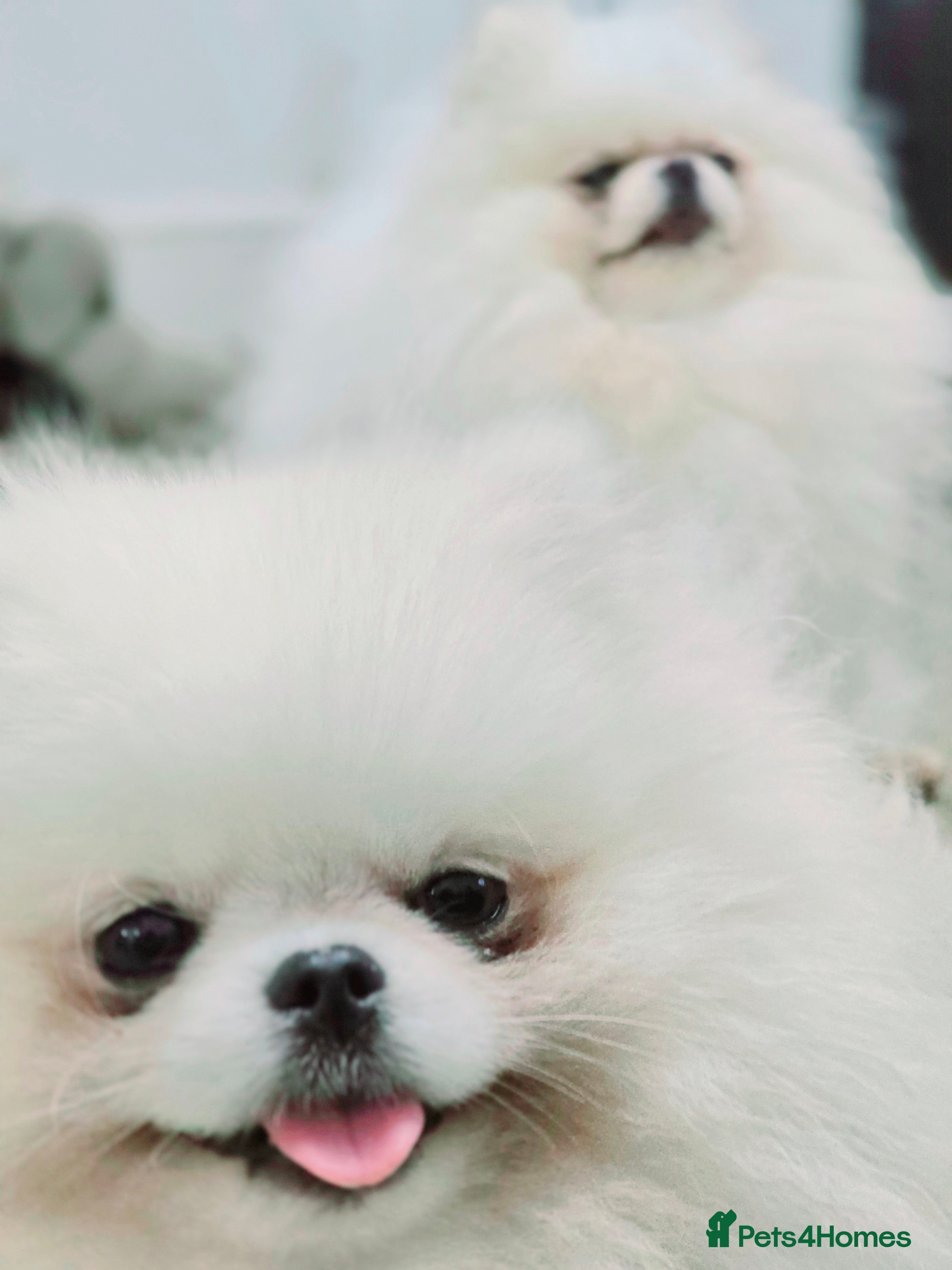Pomeranian dogs 🌟 PREMIUM STUD SERVICE: "KIMCHI" 🌟 - Advert 18