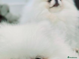 Pomeranian dogs 🌟 PREMIUM STUD SERVICE: "KIMCHI" 🌟 - Advert 18
