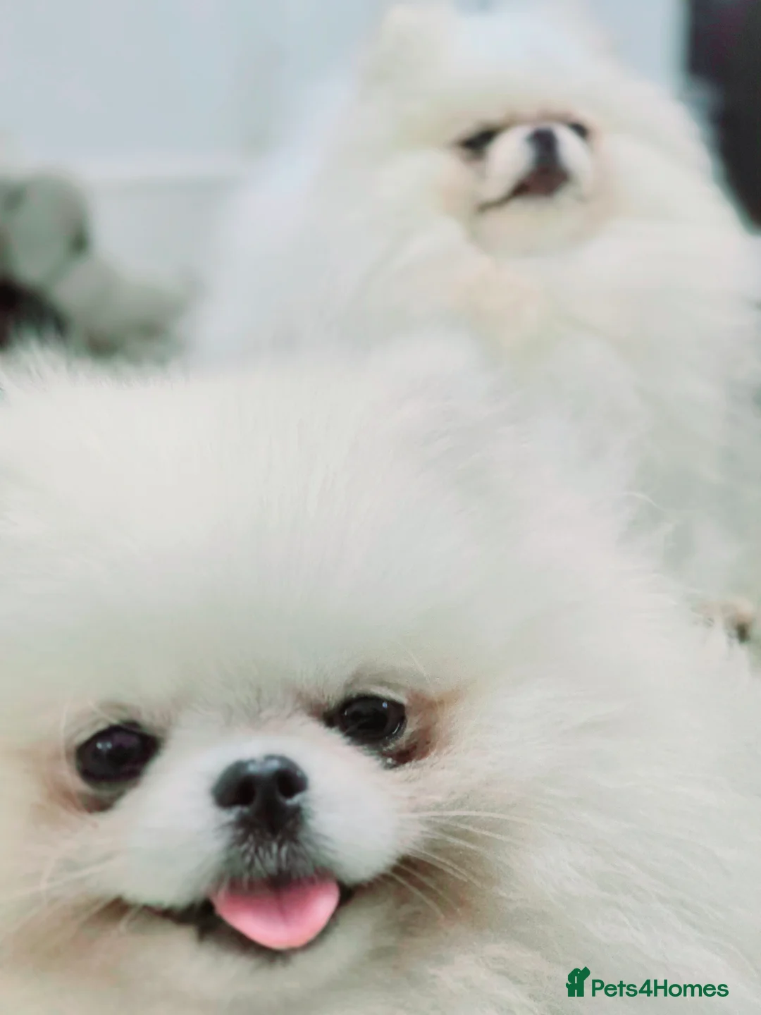 Pomeranian dogs for stud: 🌟 PREMIUM STUD SERVICE: "KIMCHI" 🌟 - Advert 5
