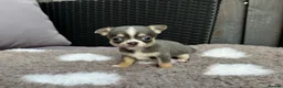 Chihuahua dogs for sale: 🐶Tiny exquisite RARE blue, Lilac & Chocolate Tri  - Advert 6