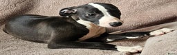 Whippet dogs for sale: **Ready now**KC HEART AND HEALTH TESTED WHIPPETS - Advert 7