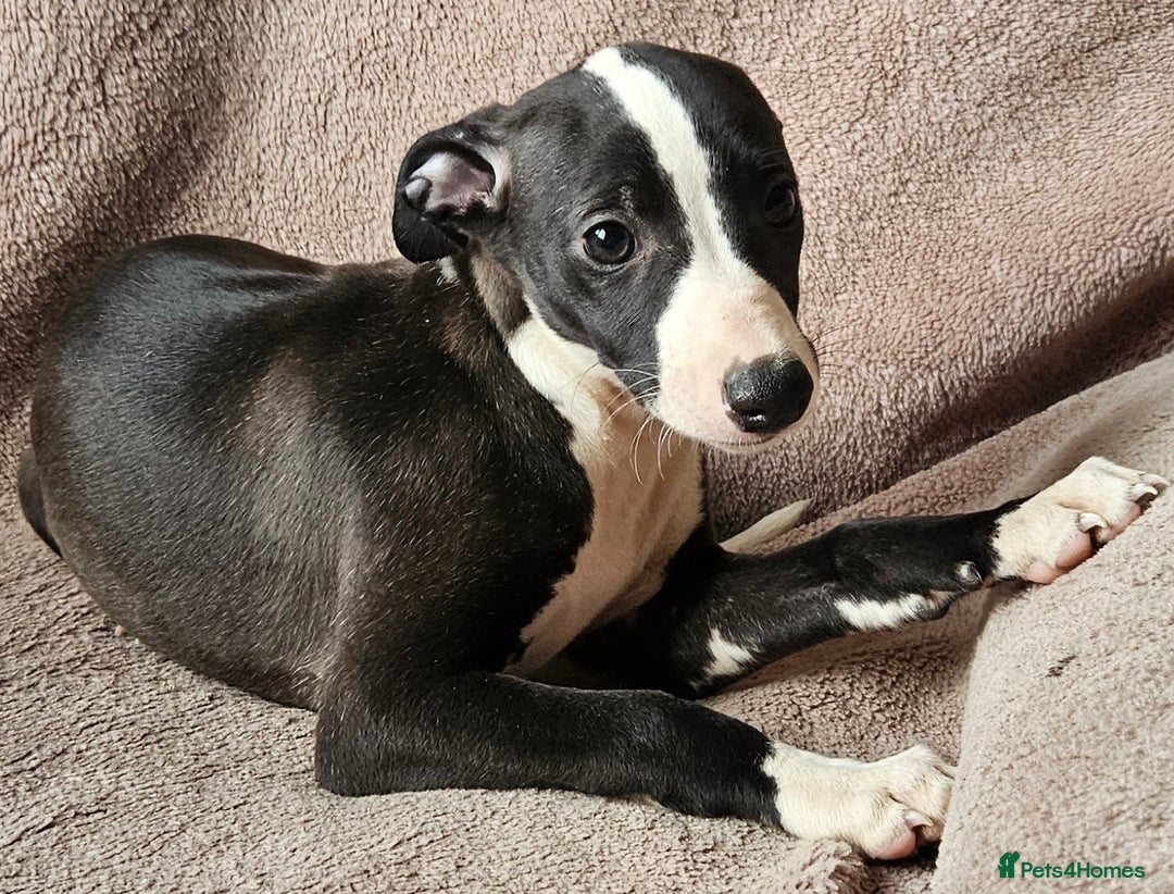 Whippet dogs for sale: **Ready now**KC HEART AND HEALTH TESTED WHIPPETS - Image 17