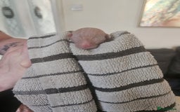 Sphynx cats for sale: Sphynx naked and coated  - Image 22