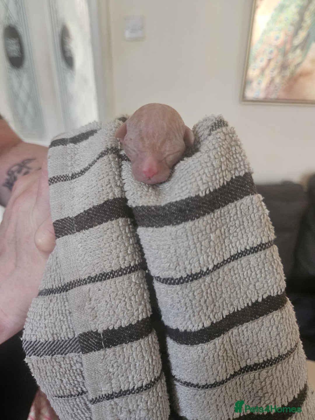 Sphynx cats for sale: Sphynx naked and coated  - Image 22