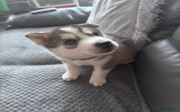 Siberian Husky dogs for sale: Siberian huskies  for sale  - Image 31