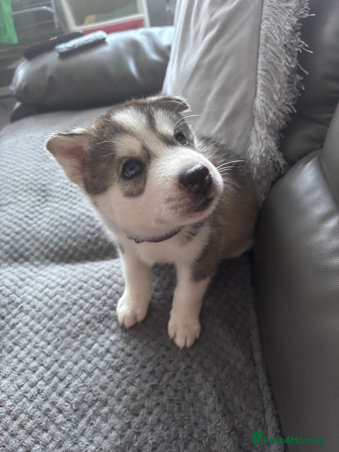 Siberian Husky dogs for sale: Siberian huskies  for sale  - Image 31