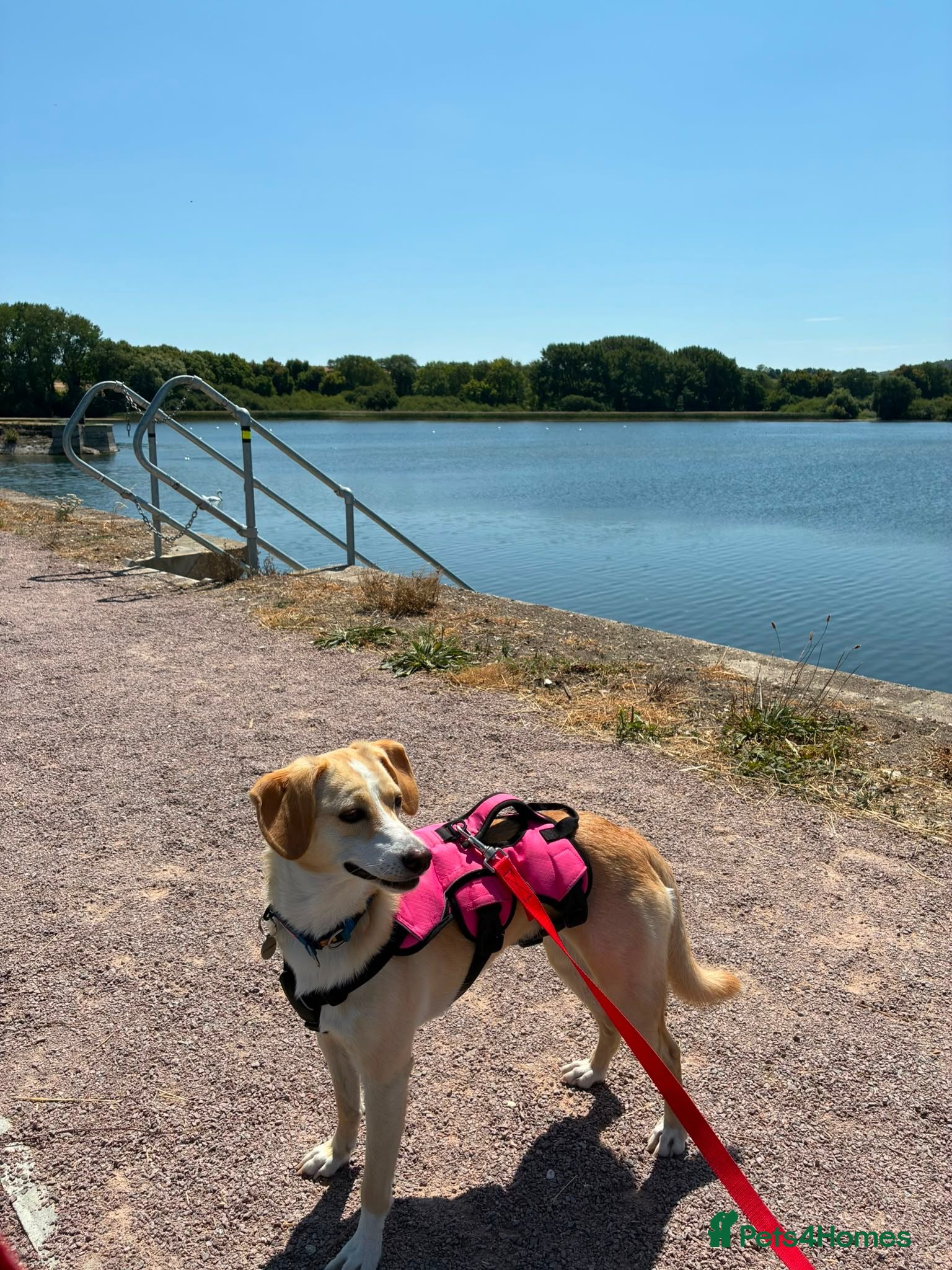 Mixed Breed dogs Melody — A Clever, Happy Water‑Loving Girl - Advert 1
