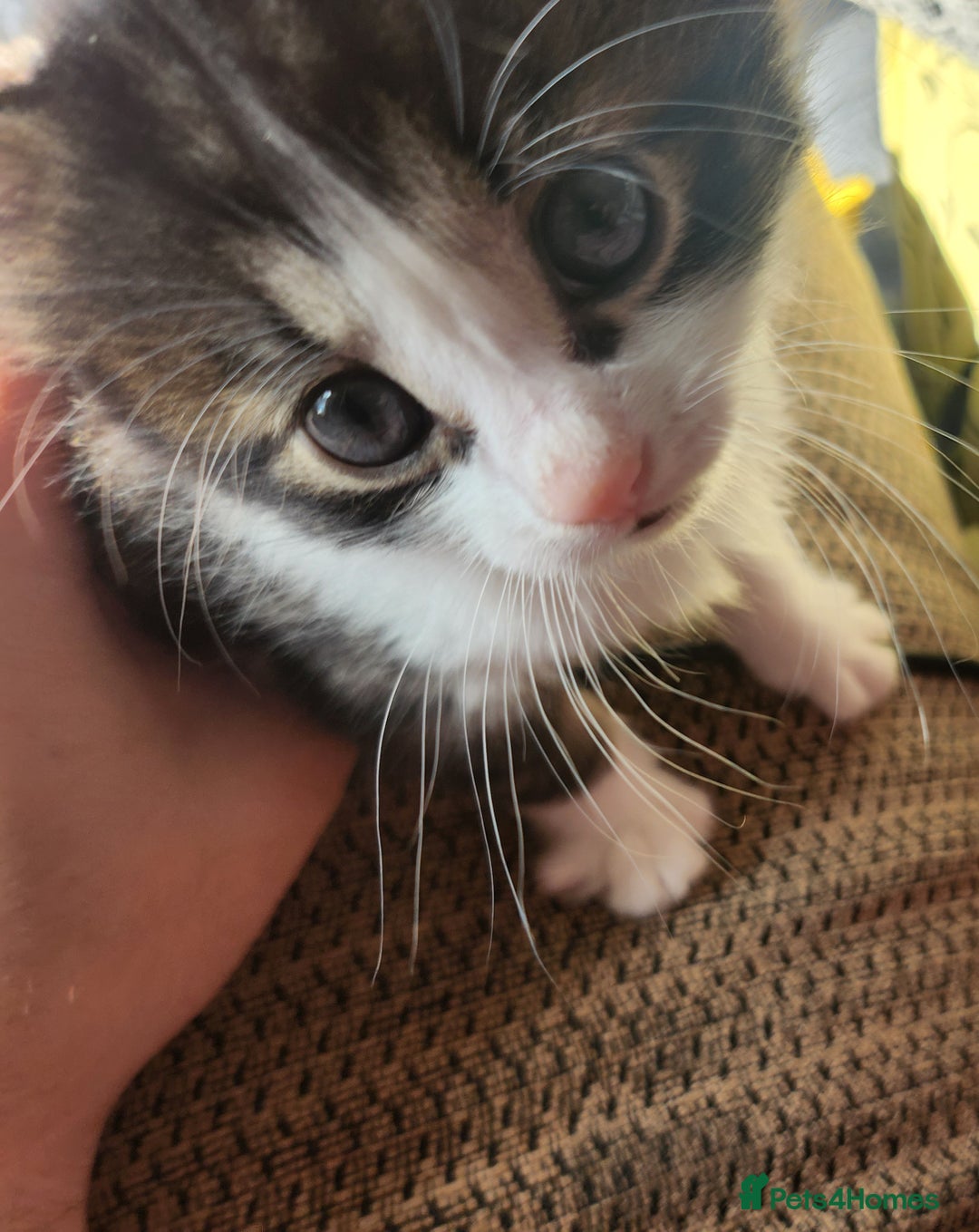 Mixed Breed cats for sale: Male kitten needs a home - Image 1