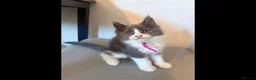 Maine Coon cats for sale: Xxl Maine coon kittens - Advert 5