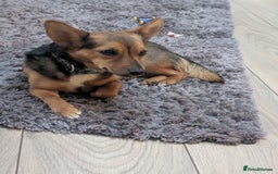 Mixed Breed dogs for sale: Miniature pinscher cross  - Image 2