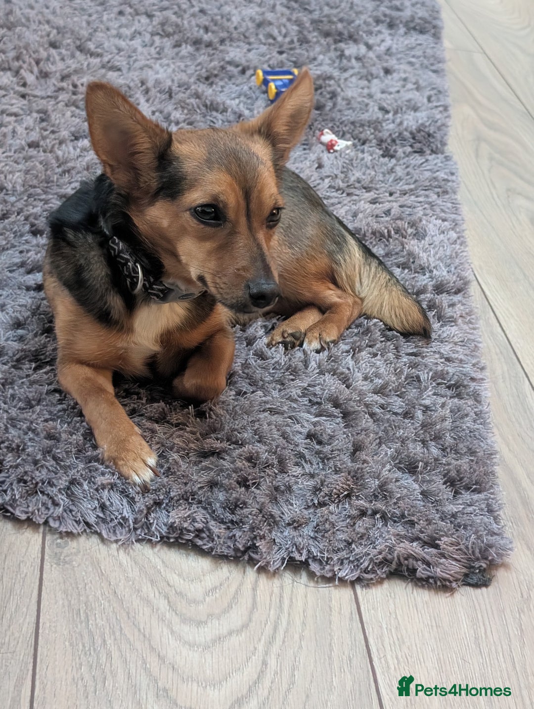 Mixed Breed dogs for sale: Miniature pinscher cross  - Image 2