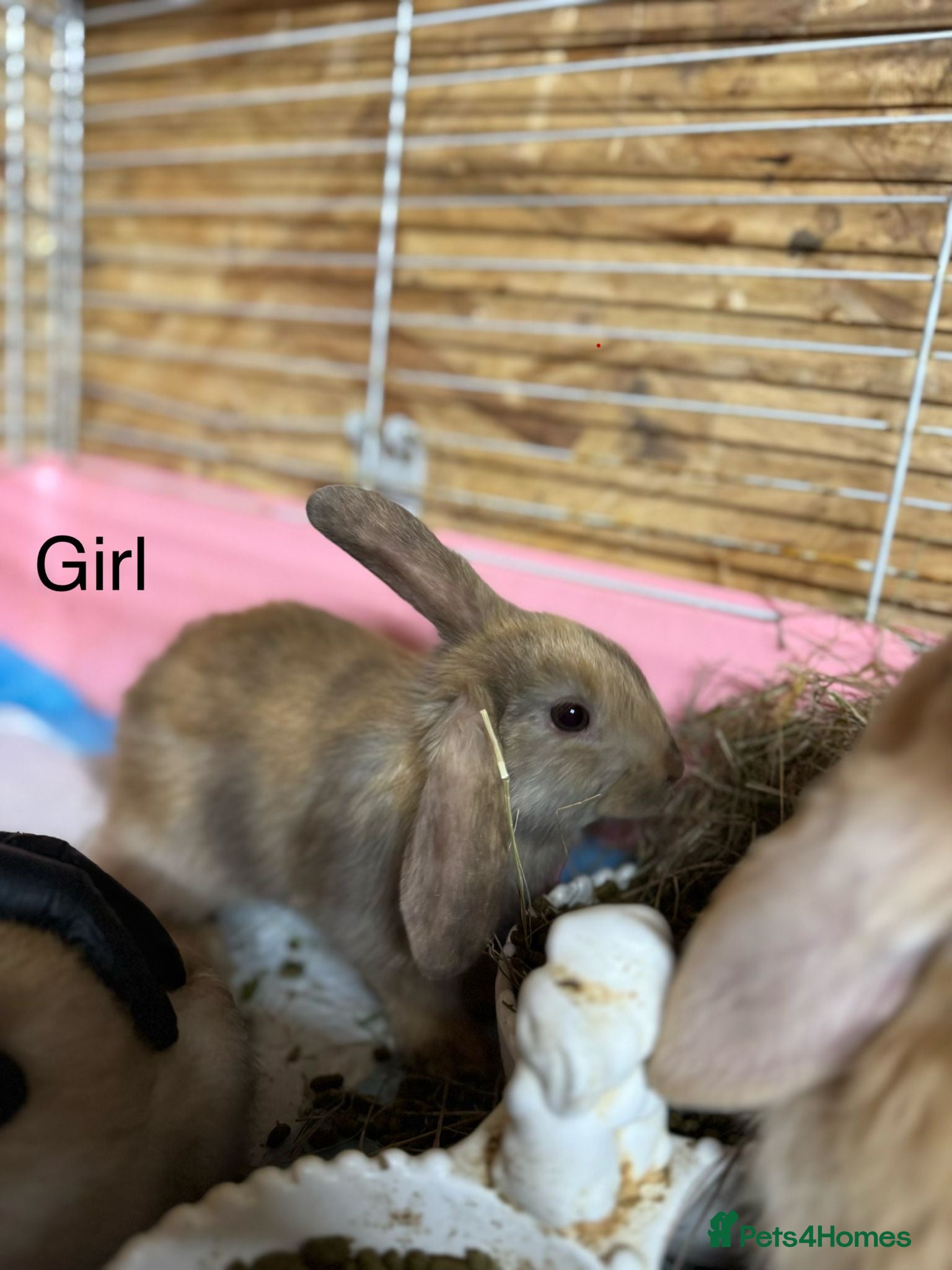 Mixed Breed rabbits Holland lop x lionhead  - Advert 2