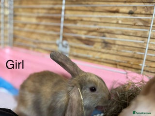 Mixed Breed rabbits Holland lop x lionhead - Advert 2