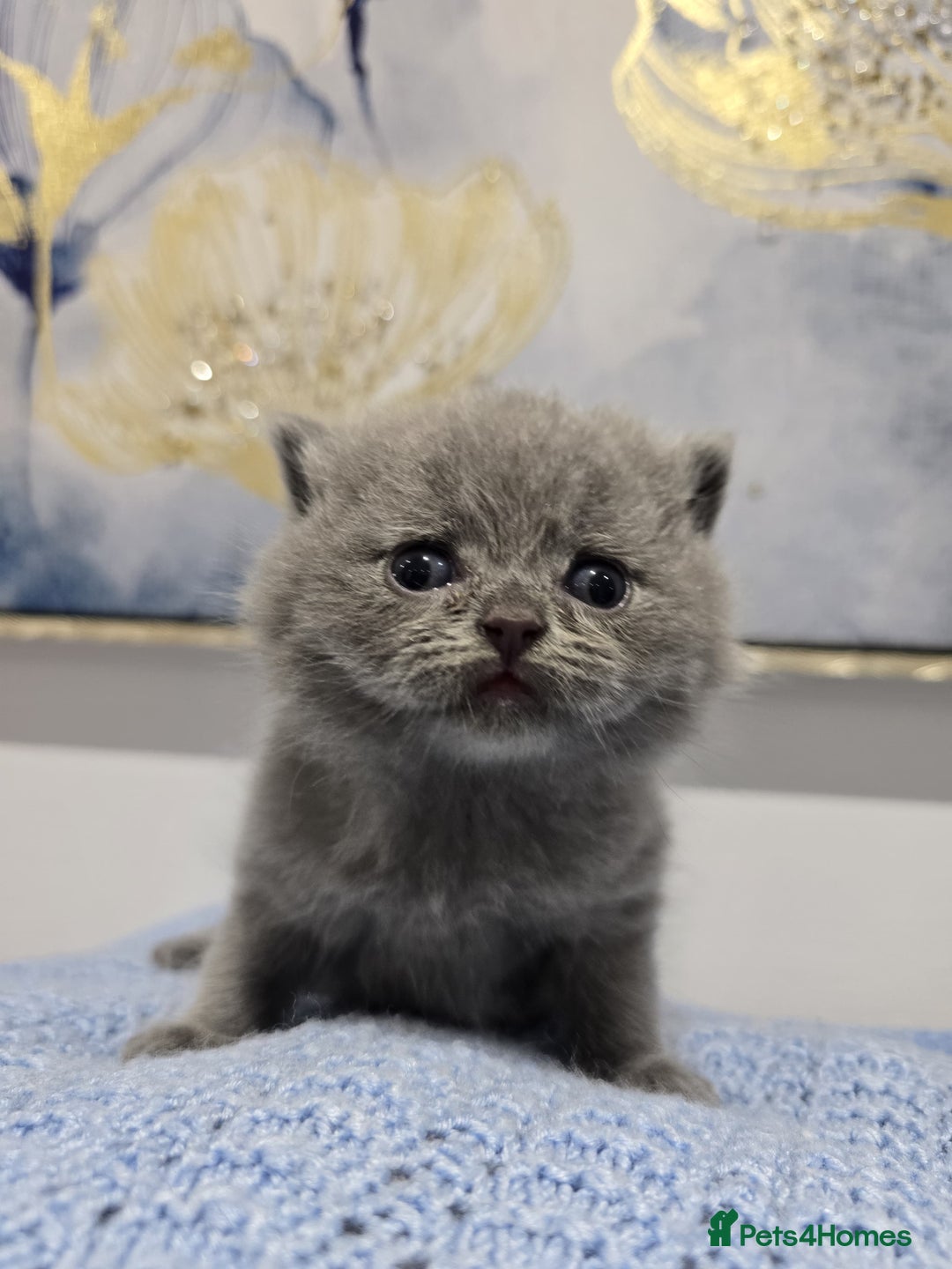 British Shorthair cats for sale: Champion Pedigree British Shorthair Kittens - Advert 5
