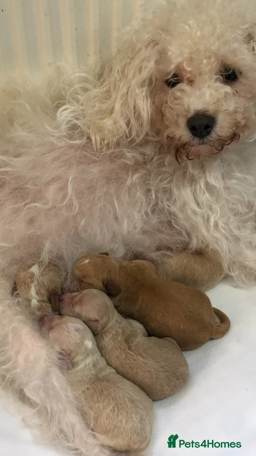 Maltipoo dogs for sale: MaltiPoo - Advert 30