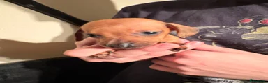 Dachshund Puppy 3