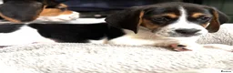 Beagle dogs for sale: Beautiful Boy Beagles - MUM DNA and Health Tested - Advert 12