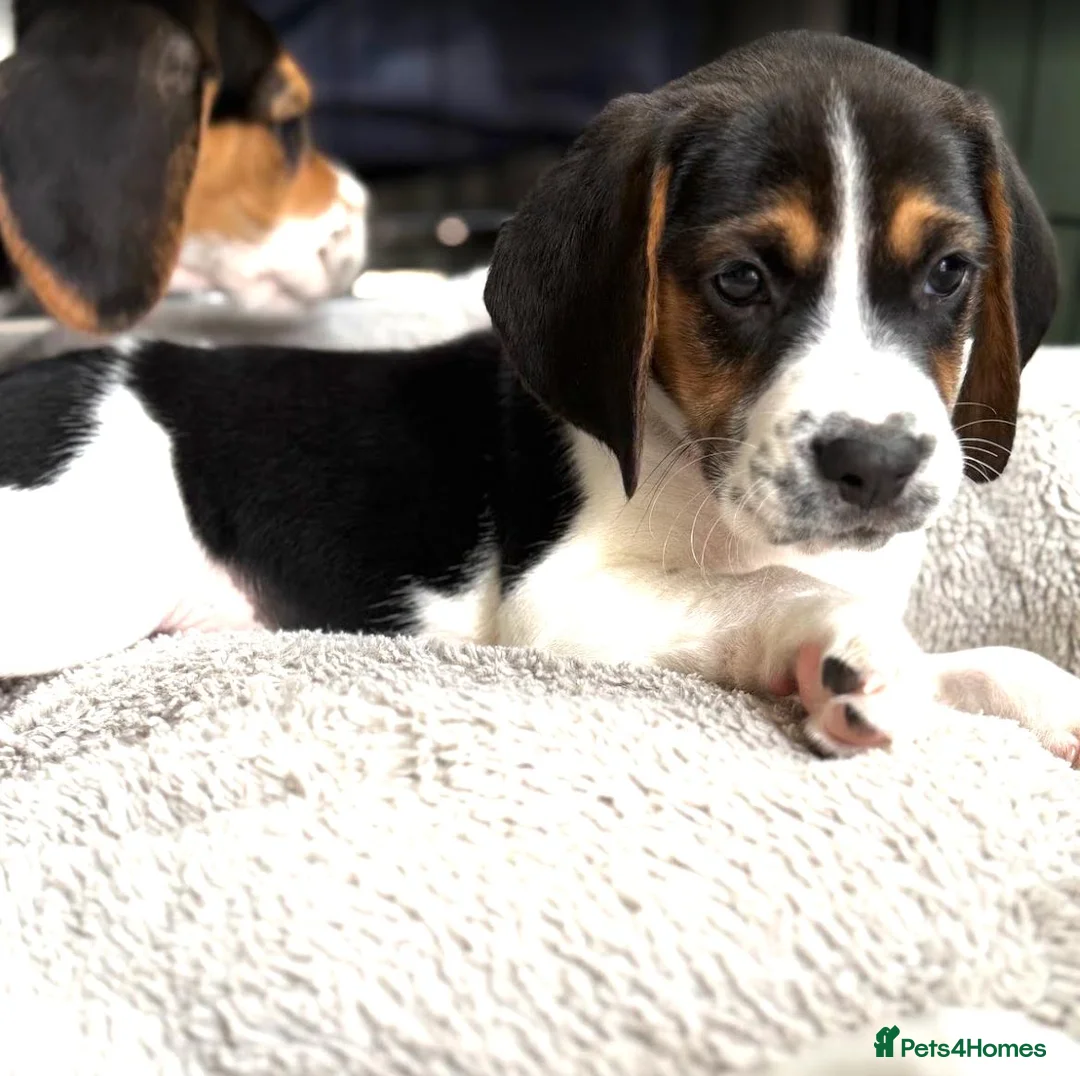 Beagle dogs for sale: Beautiful Boy Beagles - MUM DNA and Health Tested - Advert 12