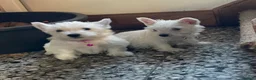 West Highland Terrier dogs for sale: Beautiful Westie puppies for sale  - Advert 13