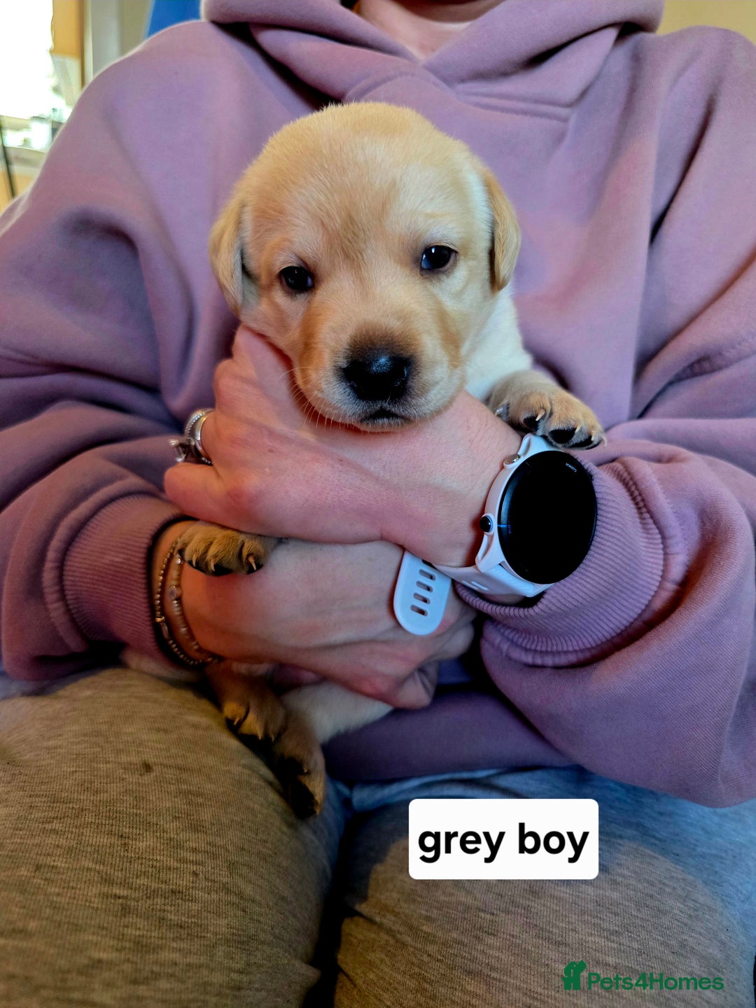 Labrador Retriever dogs for sale: Mr Neil Houston - Image 2