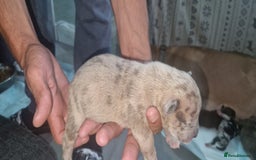 Mixed Breed dogs for sale: 8 Bully X Puppies  - Image 30