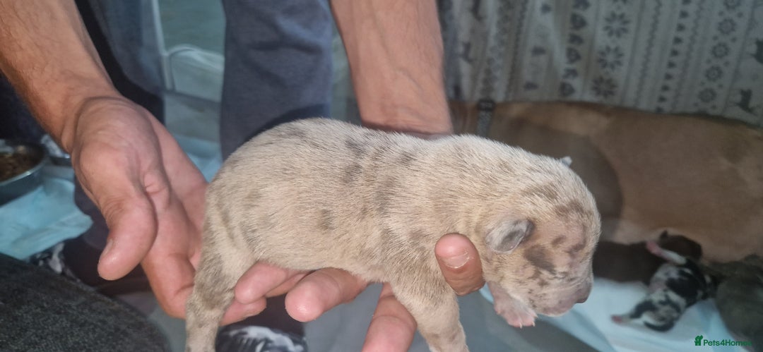 Mixed Breed dogs for sale: 8 Bully X Puppies  - Image 30