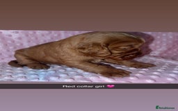 Cocker Spaniel dogs for sale: Red cocker spaniel  - Image 12
