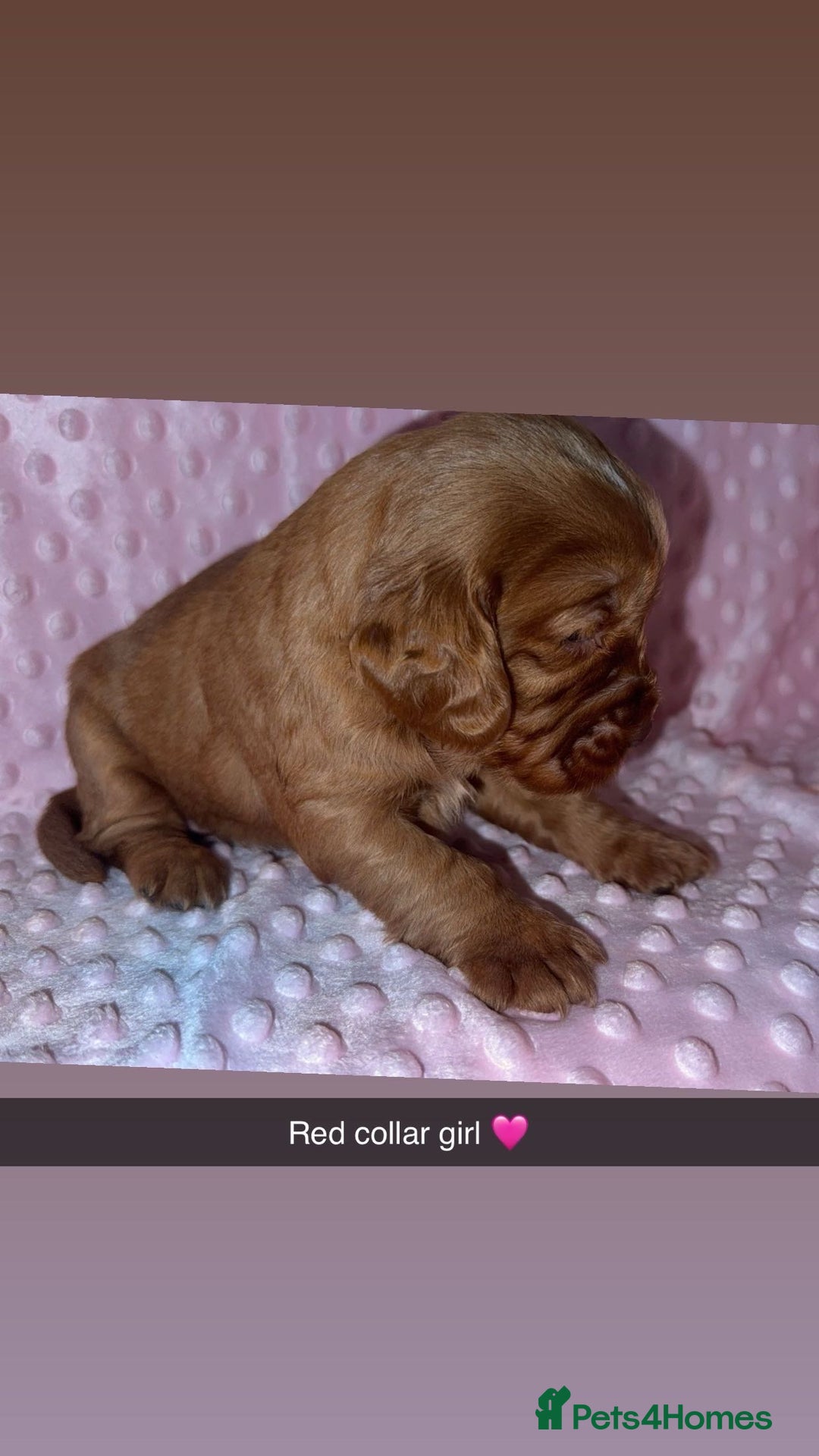 Cocker Spaniel dogs for sale: Red cocker spaniel  - Image 12