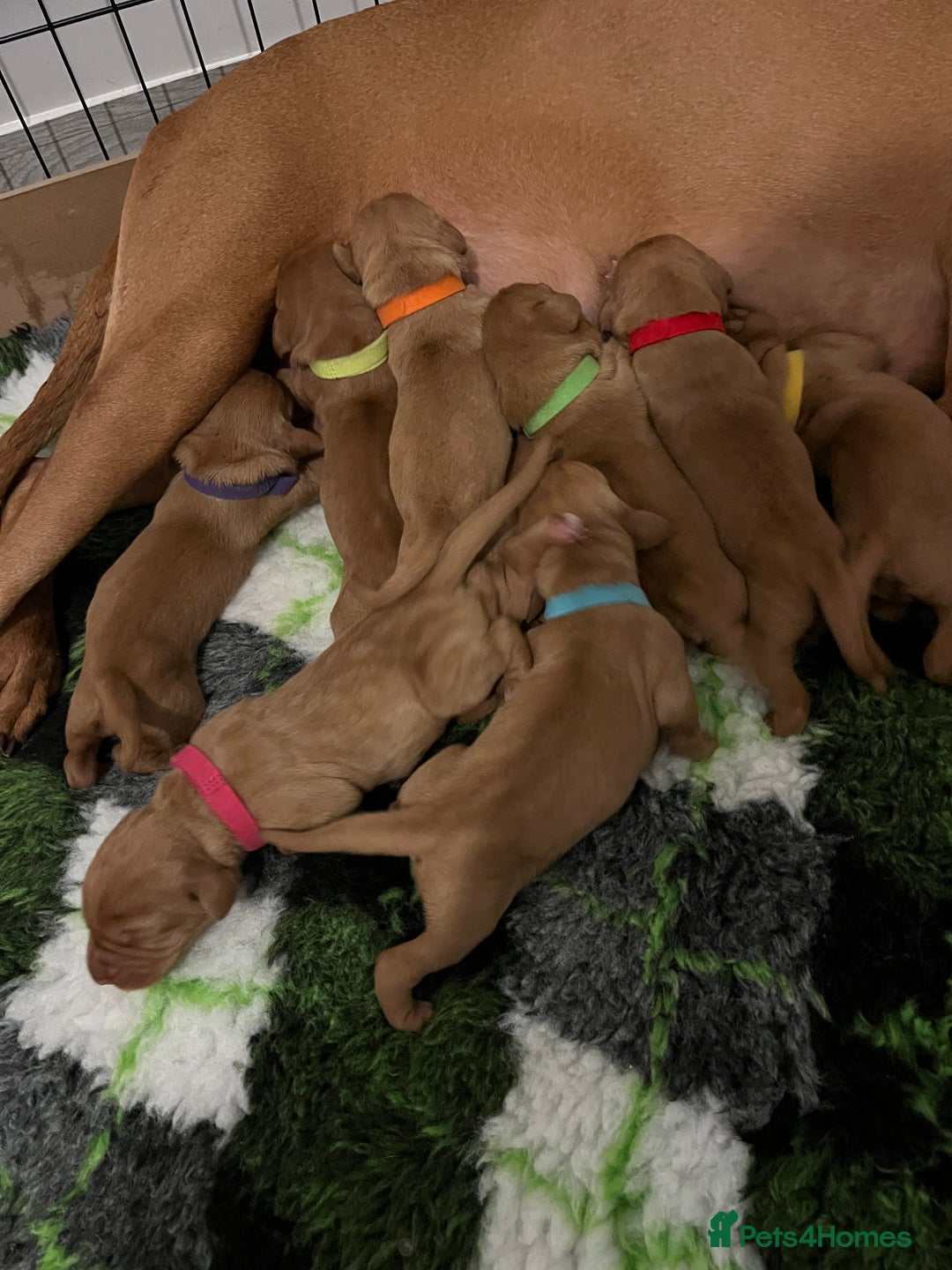 Hungarian Vizsla dogs for sale: Wirehaired Hungarian Viszla, KC registered. - Advert 2