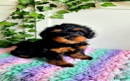 Cockapoo dogs for stud: F1 Blue Phantom merle Cockerpoo standing at stud in Basildon - Image 27