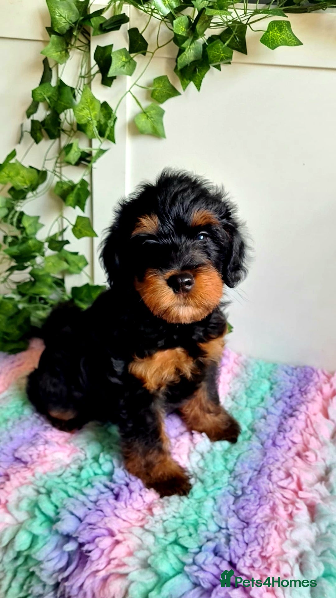 Cockapoo dogs for stud: F1 Blue Phantom merle Cockerpoo standing at stud in Basildon - Image 27